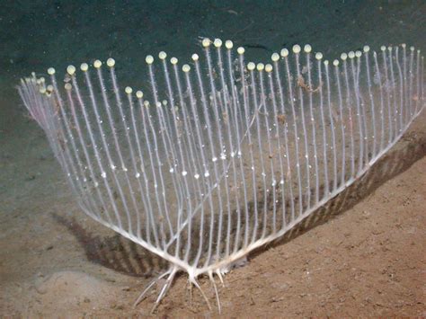  Isodicyclerea! A Sponge So Strange It Feels Like Science Fiction