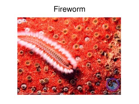  Fireworm 이라는 화려한 다육충의 세상! 깊은 바다 속에서 불꽃 같은 아름다움을 자랑하는 생명체는 어떤 특징을 가지고 있을까요?