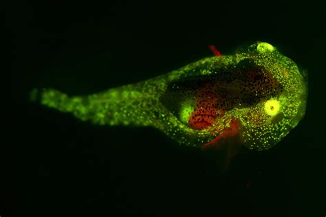  Hydroctena! A Colonial Creature Embracing Symbiosis and Biofluorescence