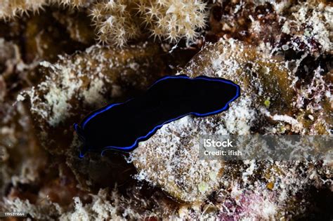  Questidae! An Aquatic Flatworm Whose Movements Mimic That Of Tiny Velvet Curtains